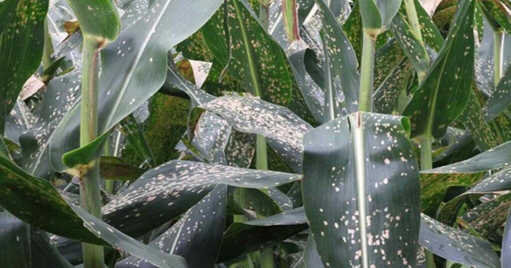 Mancha Blanca, Enfermedades, Maíz, Agricultura