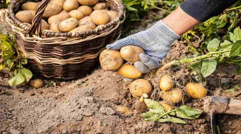 Papa, Cultivo, Cosecha, Agricultura