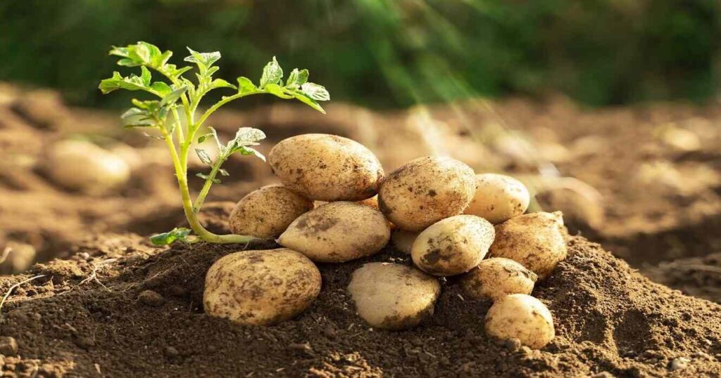 Papa, Tubérculo, Agricultura, Origen