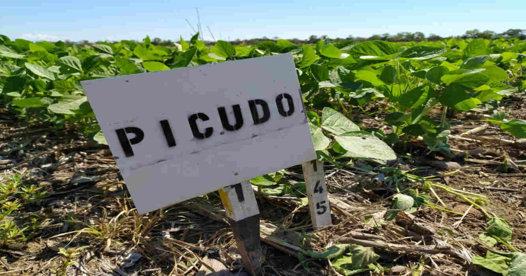 Picudo Negro, Soja, Córdoba