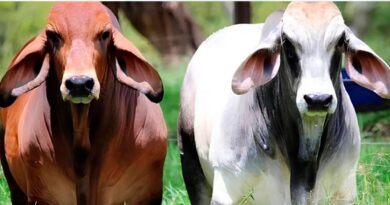Raza Brahman, Ganadería, Crecimiento