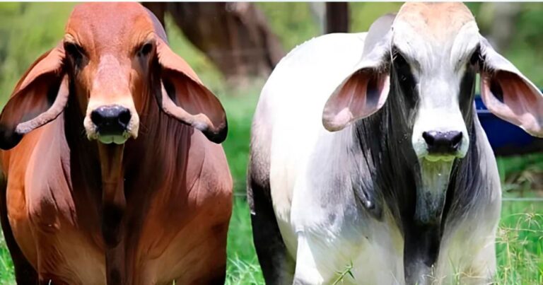 Raza Brahman, Ganadería, Crecimiento