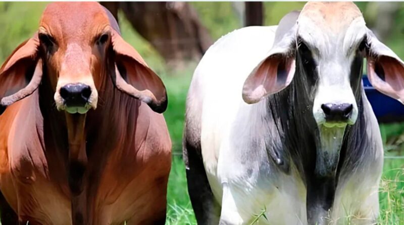 Raza Brahman, Ganadería, Crecimiento