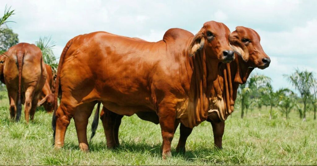 Raza Brahman, Ganadería, Norte Argentino
