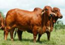 Raza Brahman, Ganadería, Norte Argentino