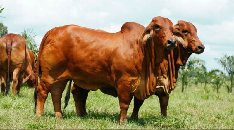 Raza Brahman, Ganadería, Norte Argentino