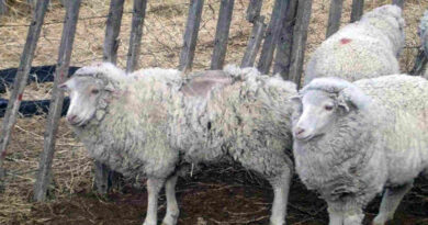 Sarna Ovina, Lana, Ovino, Ovejas