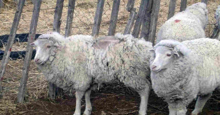 Sarna Ovina, Lana, Ovino, Ovejas