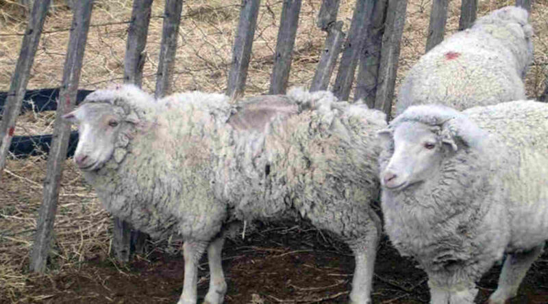 Sarna Ovina, Lana, Ovino, Ovejas