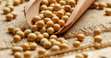 Soja, Biofertilizante, Ciencia, Conicet, Mercado de Granos