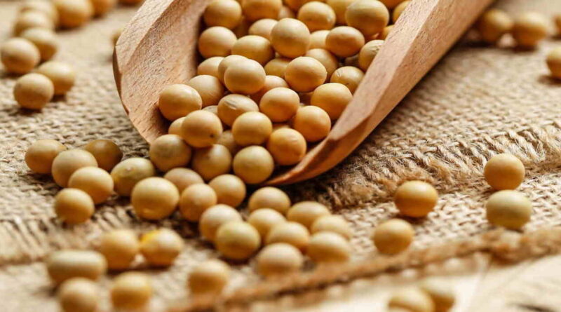 Soja, Biofertilizante, Ciencia, Conicet, Mercado de Granos