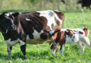 Taurus, Vacas, Cría
