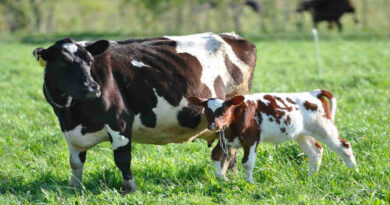 Taurus, Vacas, Cría