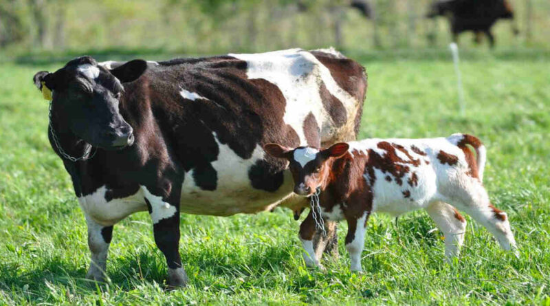 Taurus, Vacas, Cría