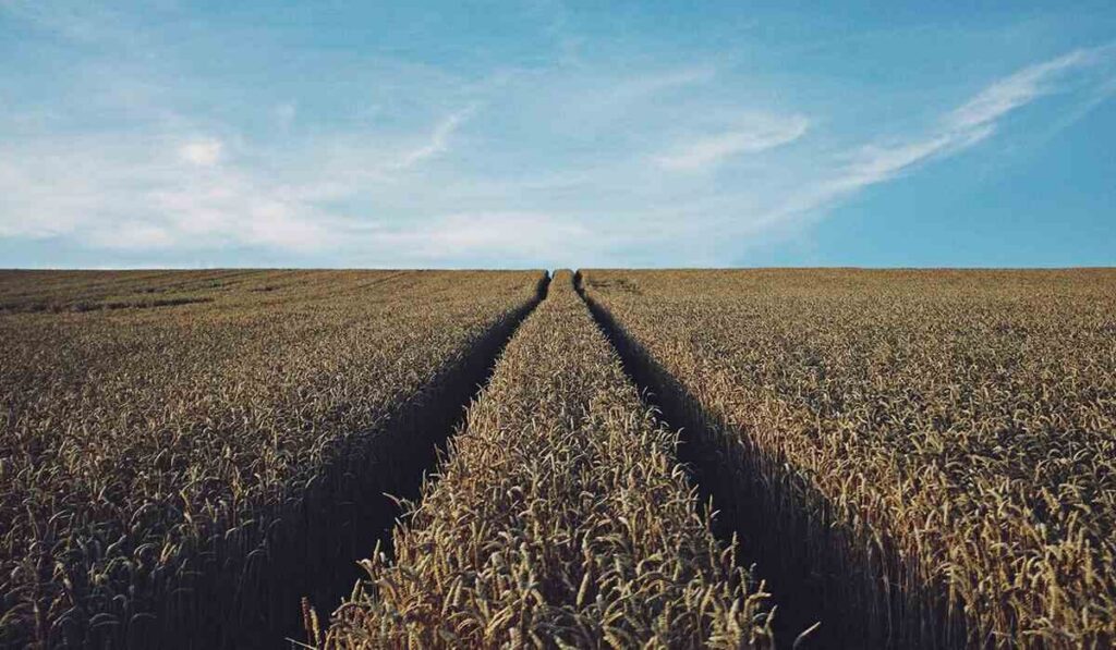 Tierra Agrícola, Campo, Estados Unidos