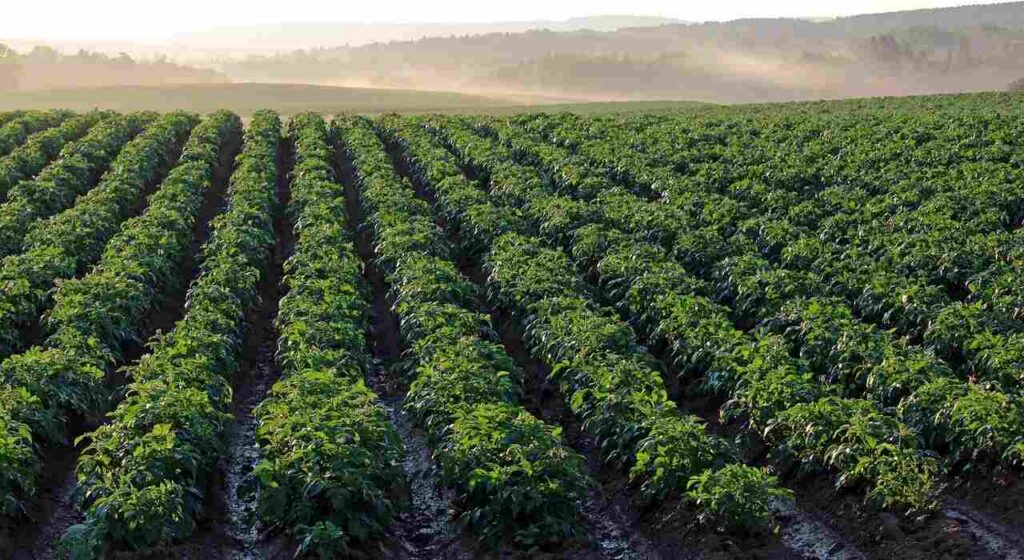 Tierra Agrícola, Campo