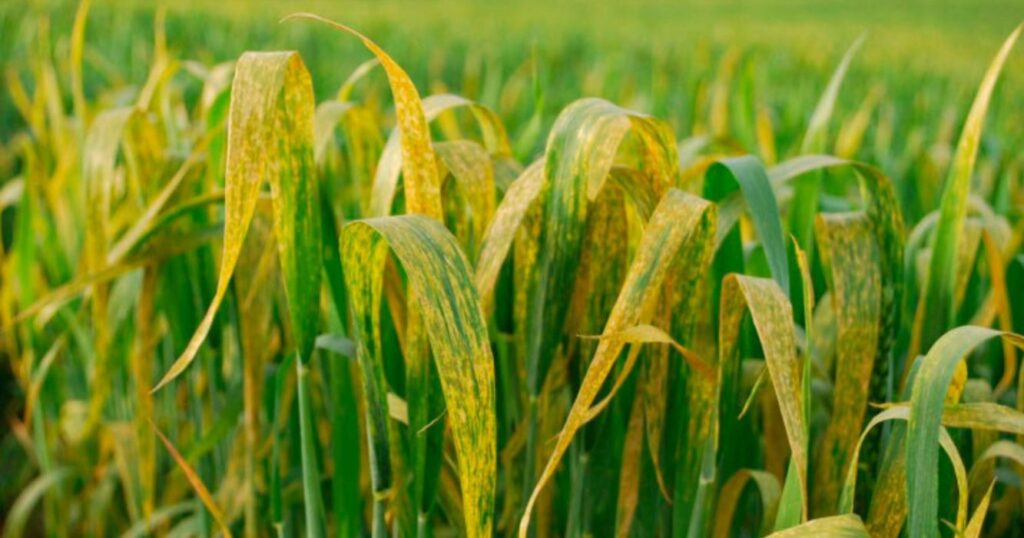 Trigo 2025, Enfermedades, Roya Amarilla, Agricultura