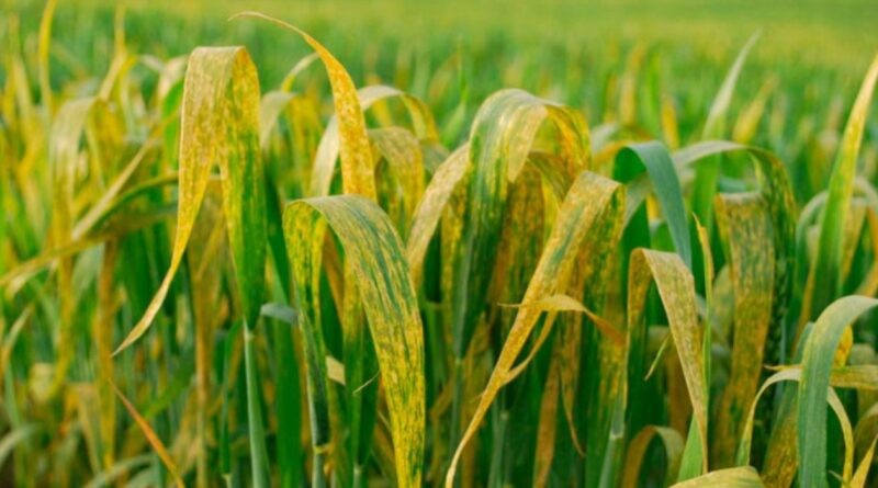 Trigo 2025, Enfermedades, Roya Amarilla, Agricultura