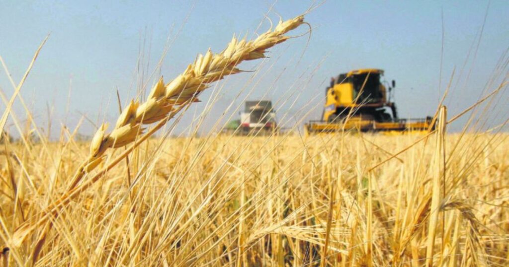 Trigo, Cosecha, Agricultura, Roya