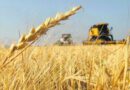 RETENCIONES, Trigo, Cosecha, Agricultura, Roya