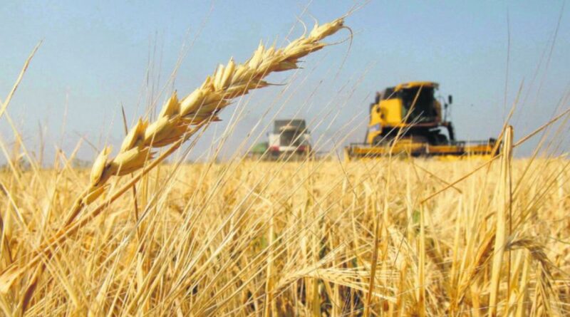 Trigo, Cosecha, Agricultura, Roya