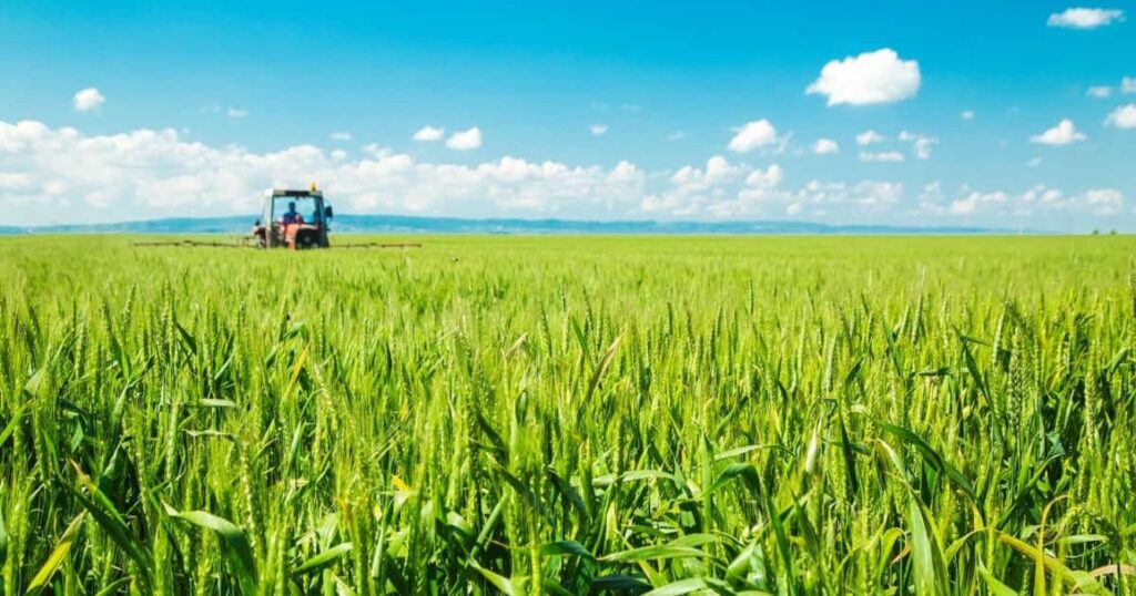 Trigo 2025, Fungicida, Campaña, Agricultura