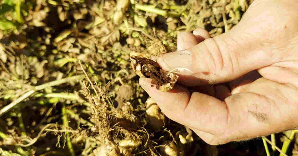 Carbón del Maní, Biotecnología