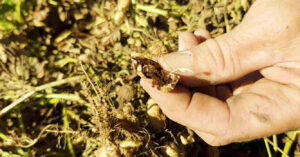 Carbón del Maní, Biotecnología