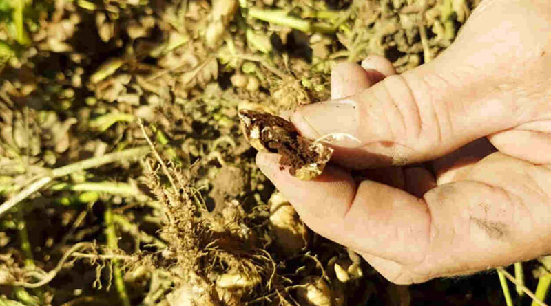 Carbón del Maní, Biotecnología