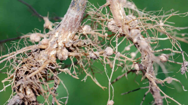 Coinoculación en Soja
