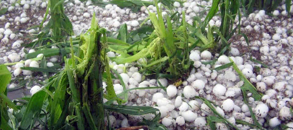 Emergencia Agropecuaria, San Juan, Granizo