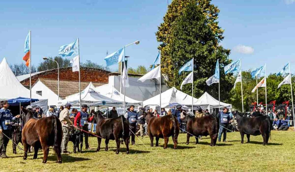 Ganadería, Semana Angus