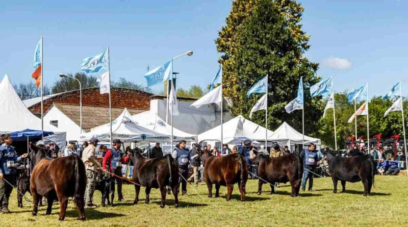 Ganadería, Semana Angus