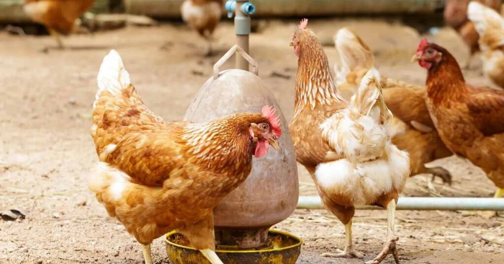 Influenza Aviar, Entre Ríos, Ganadería, Gallinas, Aves