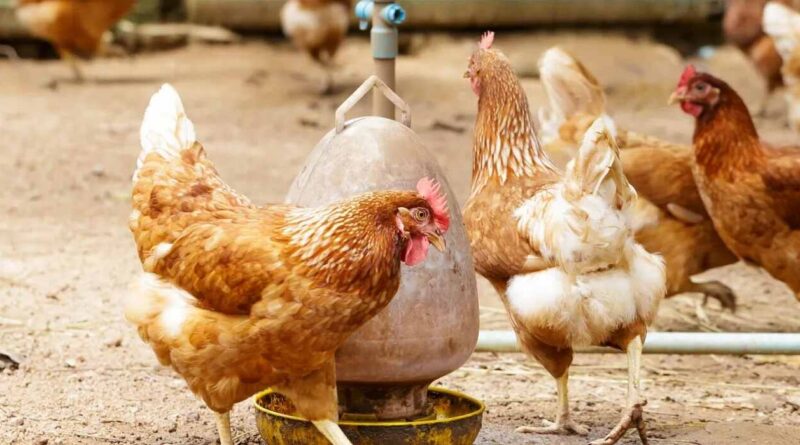 Influenza Aviar, Entre Ríos, Ganadería, Gallinas, Aves