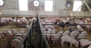 Isowean, Cerdos, Lechones, Carne Porcina, Sector Porcinos, cueros frescos