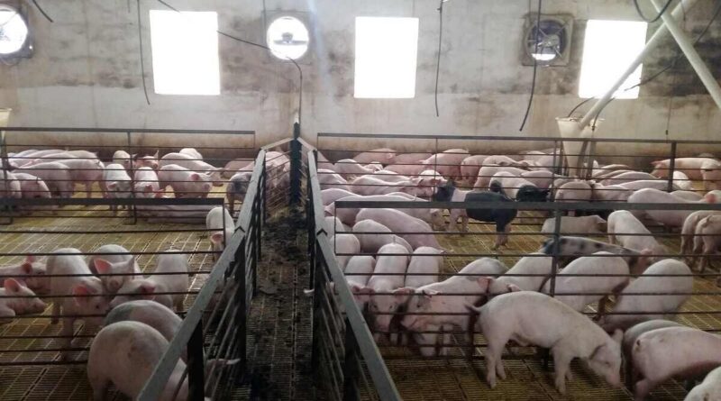 Isowean, Cerdos, Lechones, Carne Porcina, Sector Porcinos, cueros frescos