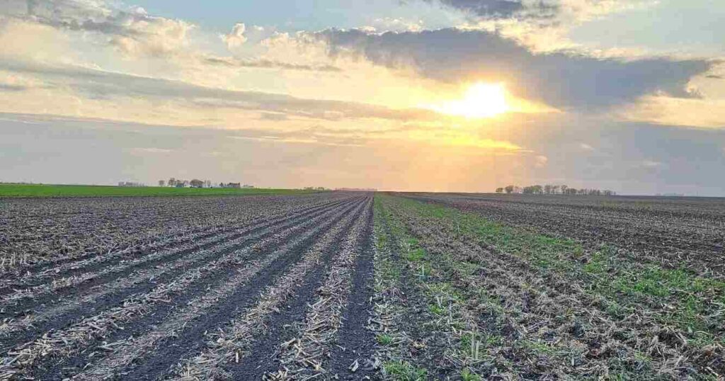 Labranza Ocasional, Malezas, Campo, Agricultura