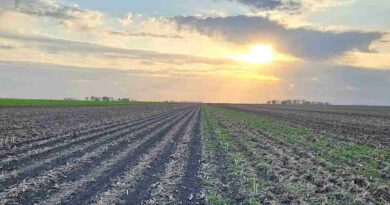 Labranza Ocasional, Malezas, Campo, Agricultura, Ley de Suelos