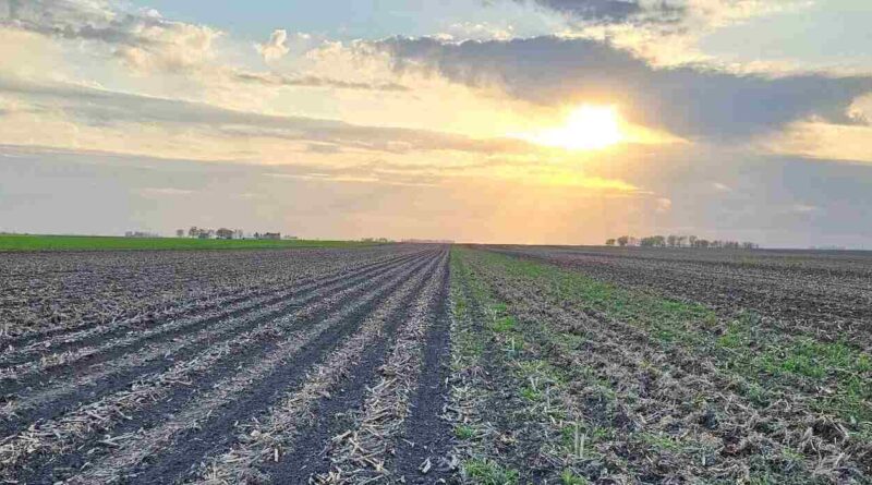Labranza Ocasional, Malezas, Campo, Agricultura, Ley de Suelos