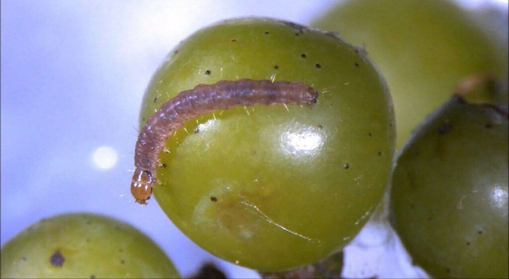 Lobesia Botrana, Uva, Vid, Vino, Mendoza