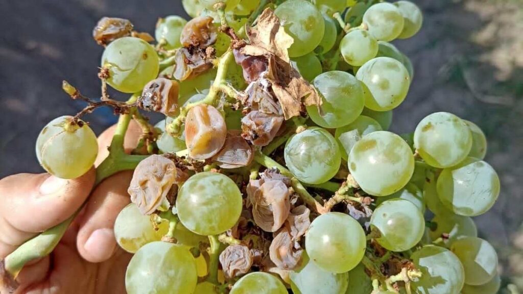 Lobesia, Vid, Uva, Viñedo, Vino, Mendoza, Polilla de la Vid