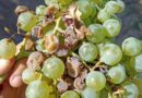 Lobesia, Vid, Uva, Viñedo, Vino, Mendoza