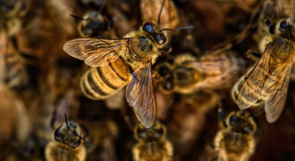 Loque Americana, Abeja