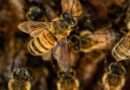 abejas, miel, apicultura