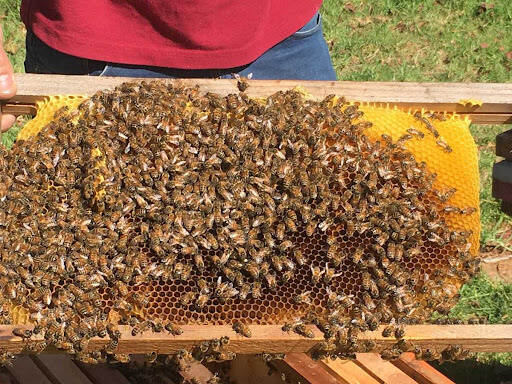 Loque Americana, Colmena, Abejas, Miel