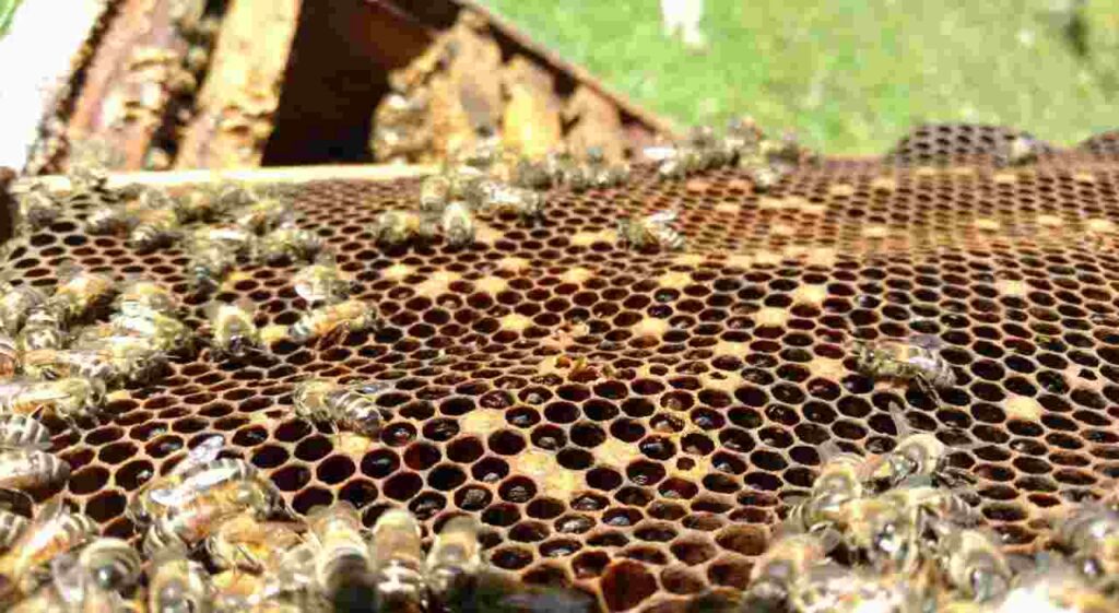 Loque Americana, Abejas, Miel, Apicultura, Producción Apícola
