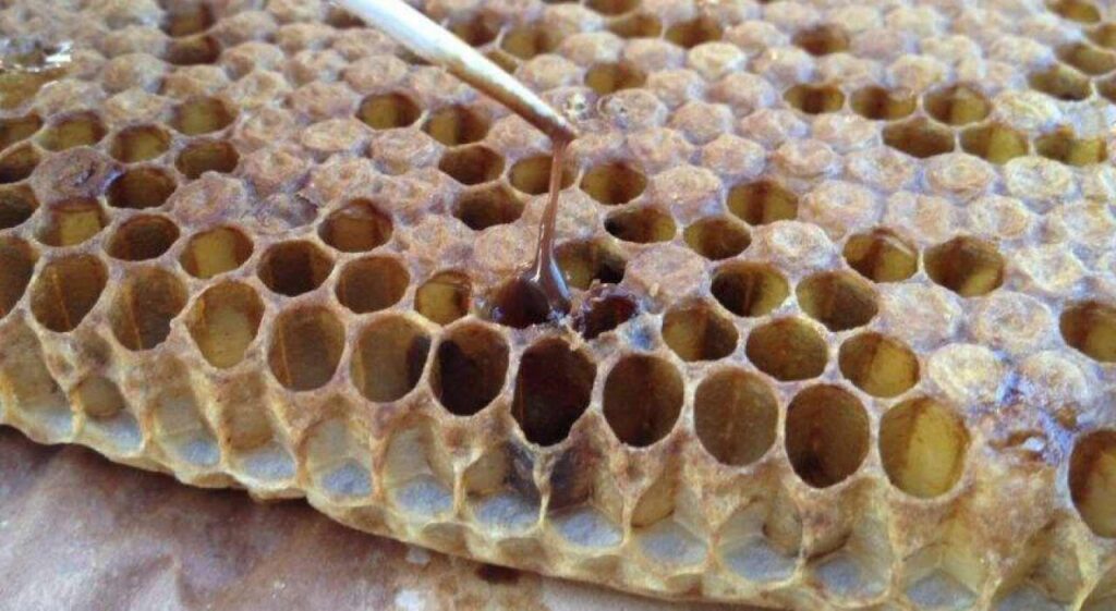 Loque Americana, Colmena, Abejas, Miel, Producción Apícola, Apicultura