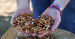 Nuez Pecán, Catamarca