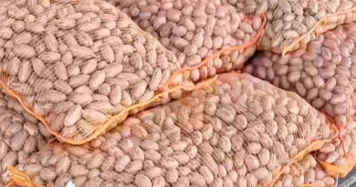 Nuez Pecán, Catamarca